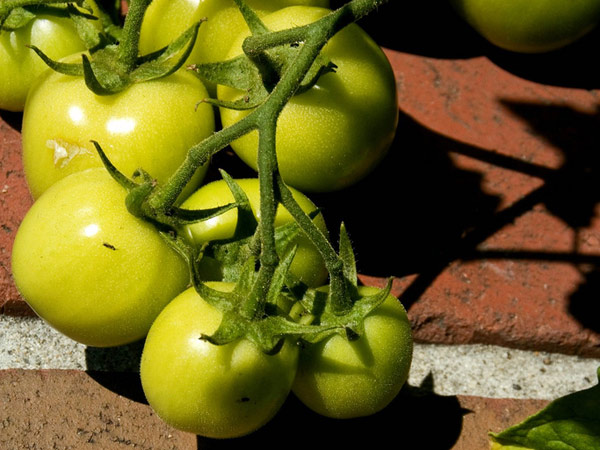 green tomatoes green tomatoes - image | celine nadeau (http://s3.amazonaws.comwww.flickr.com/photos/celinet/2835014452/)