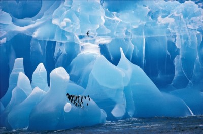 wildlife ice photo