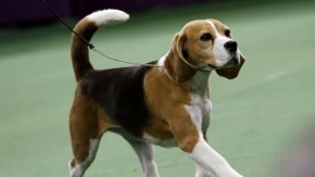 miss-p-beagle-wins-139th-westminster-dog-show