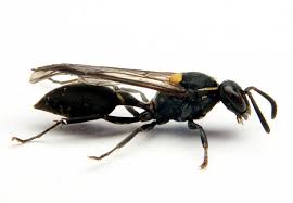 wasp