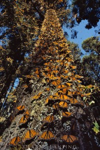 Monarch butterflies clustered on tree trunk, Danaus plexippus, Michoacan, Mexico