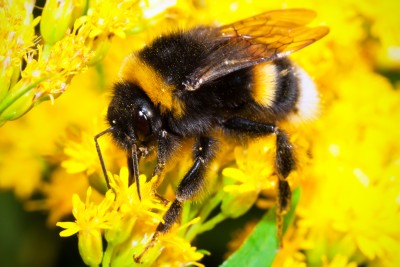Macro photo of nice Bumblebee working on Flower