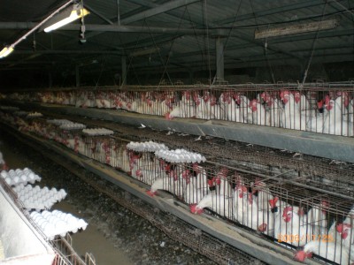 Industrial-Chicken-Coop