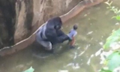 gorilla and boy